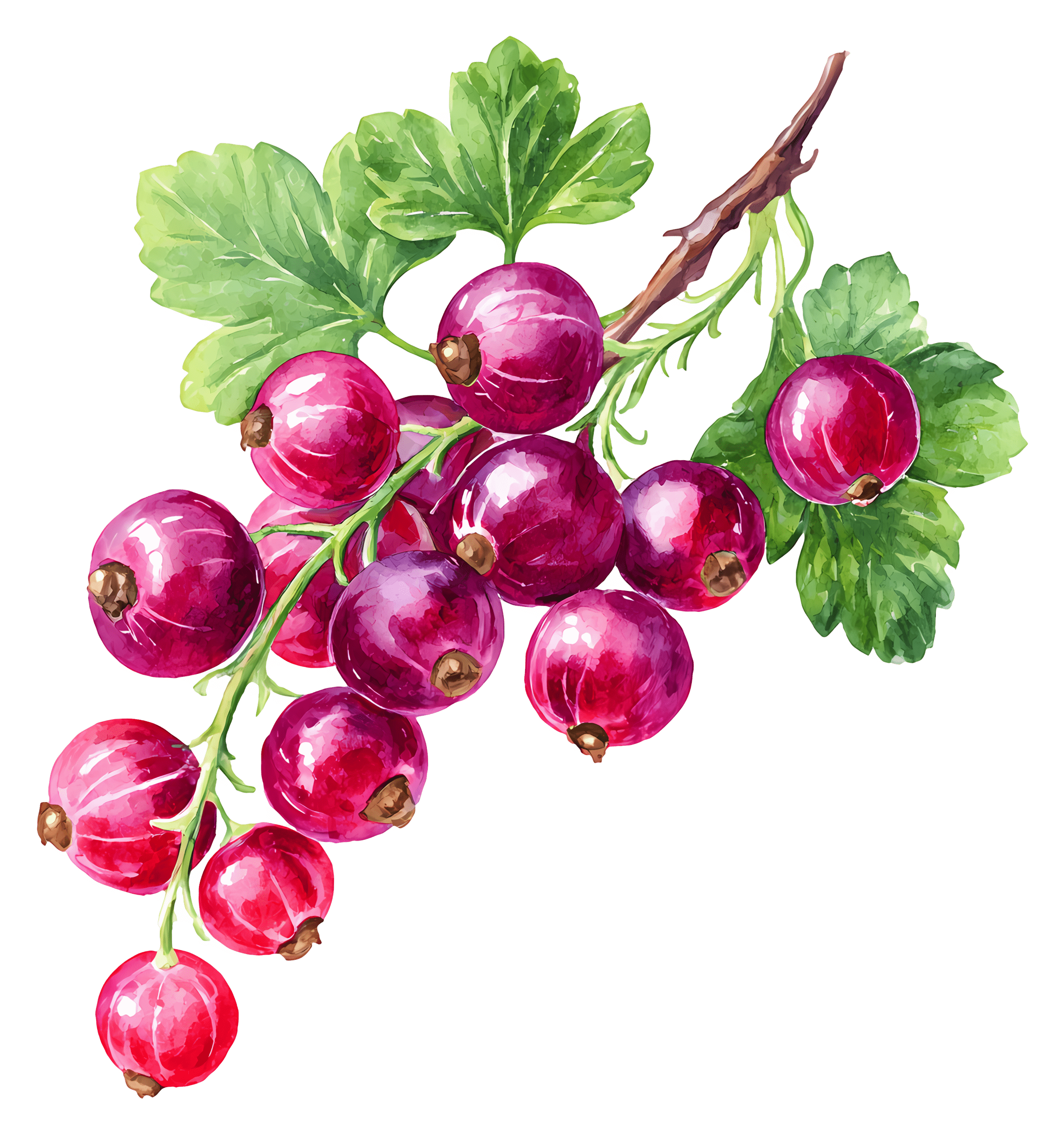 Beautyberry