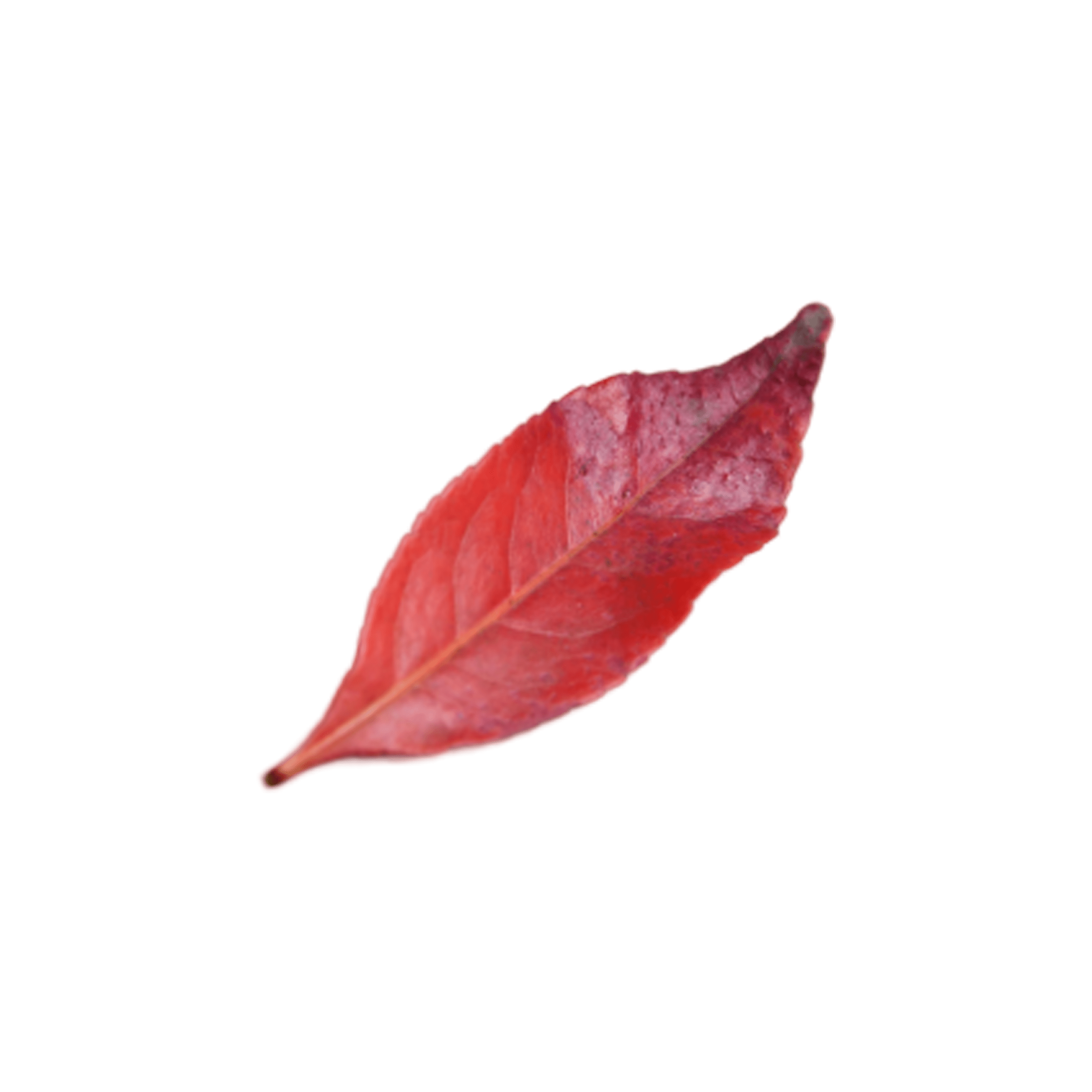 Banyan Bud
